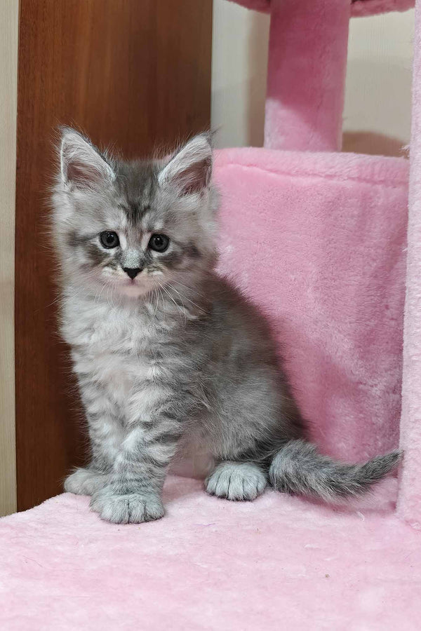 Porsche | Polydactyl Maine Coon Kitten