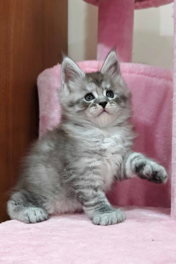 Porsche | Polydactyl Maine Coon Kitten