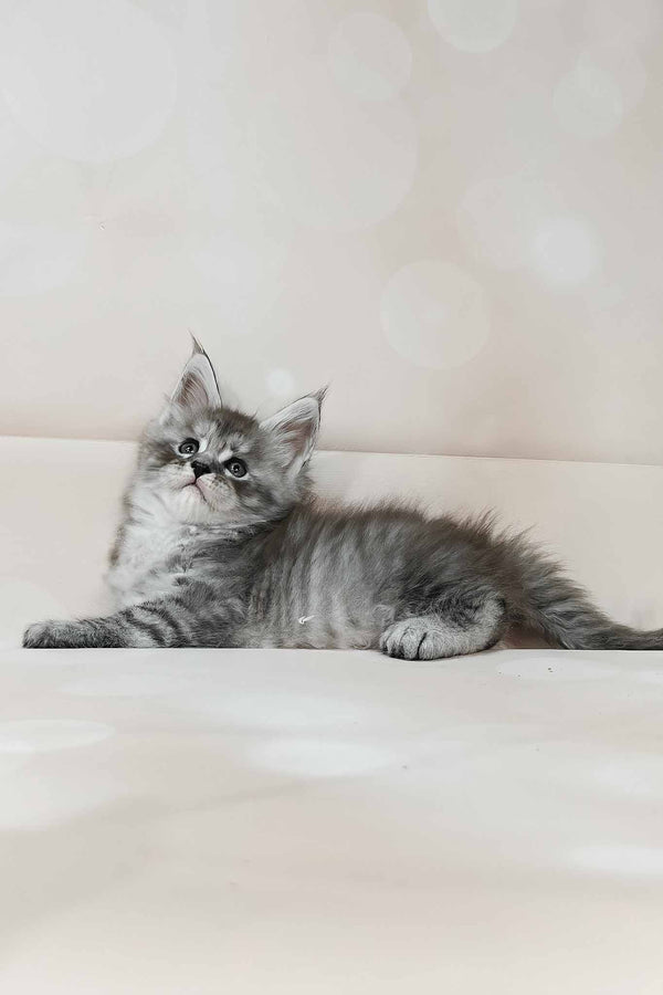 Porsche | Polydactyl Maine Coon Kitten