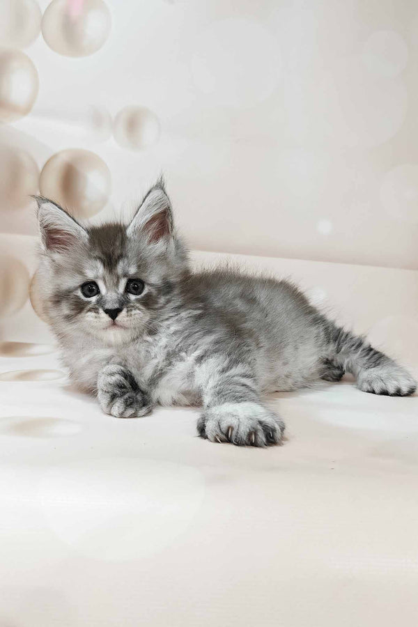 Porsche | Polydactyl Maine Coon Kitten
