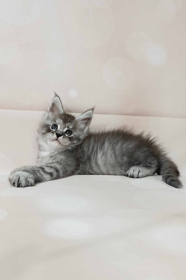 Porsche | Polydactyl Maine Coon Kitten