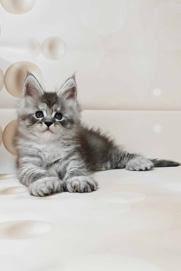 Porsche | Polydactyl Maine Coon Kitten