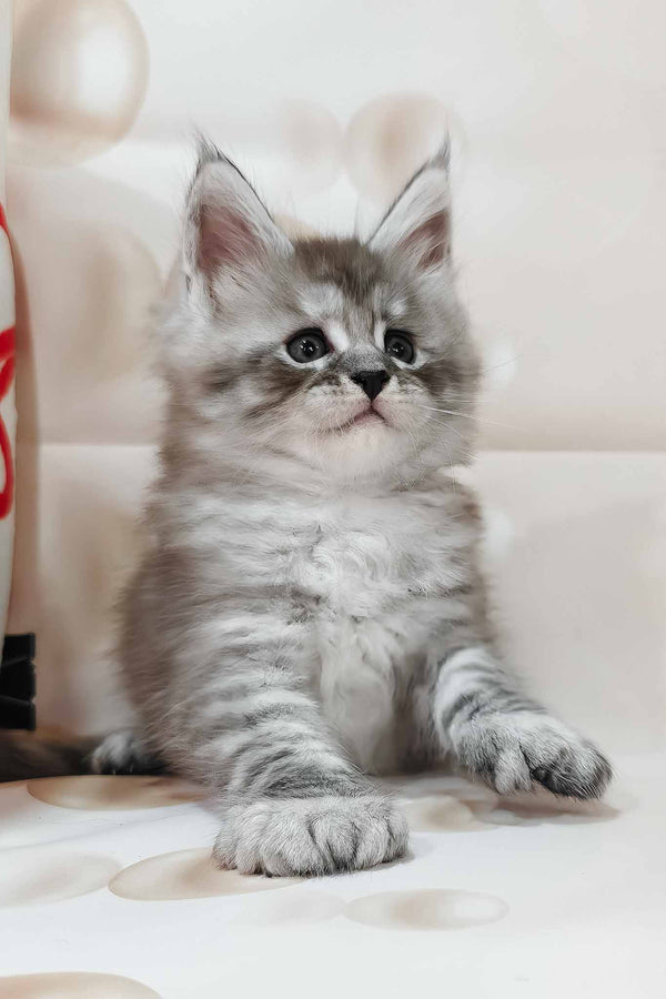 Porsche | Polydactyl Maine Coon Kitten