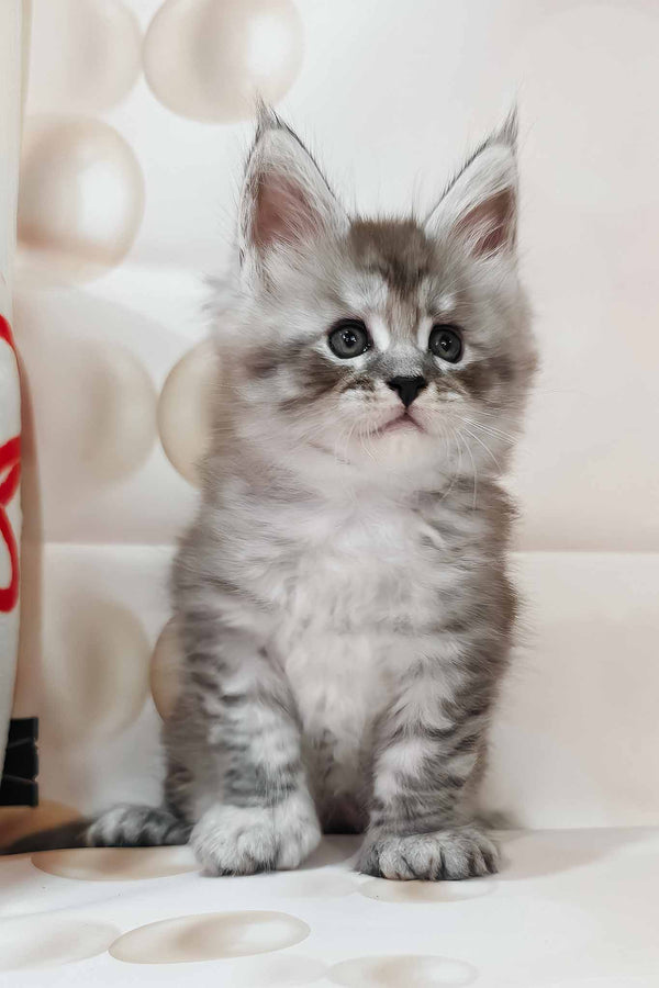 Porsche | Polydactyl Maine Coon Kitten