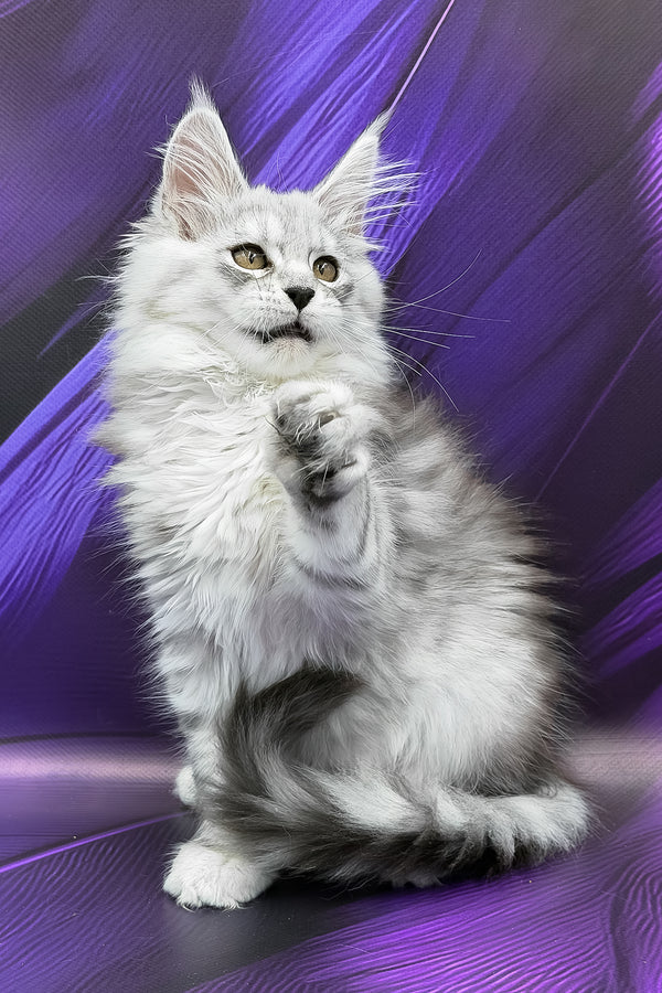 Prada | Maine Coon Kitten