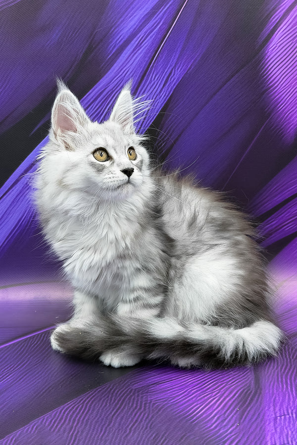 Prada | Maine Coon Kitten
