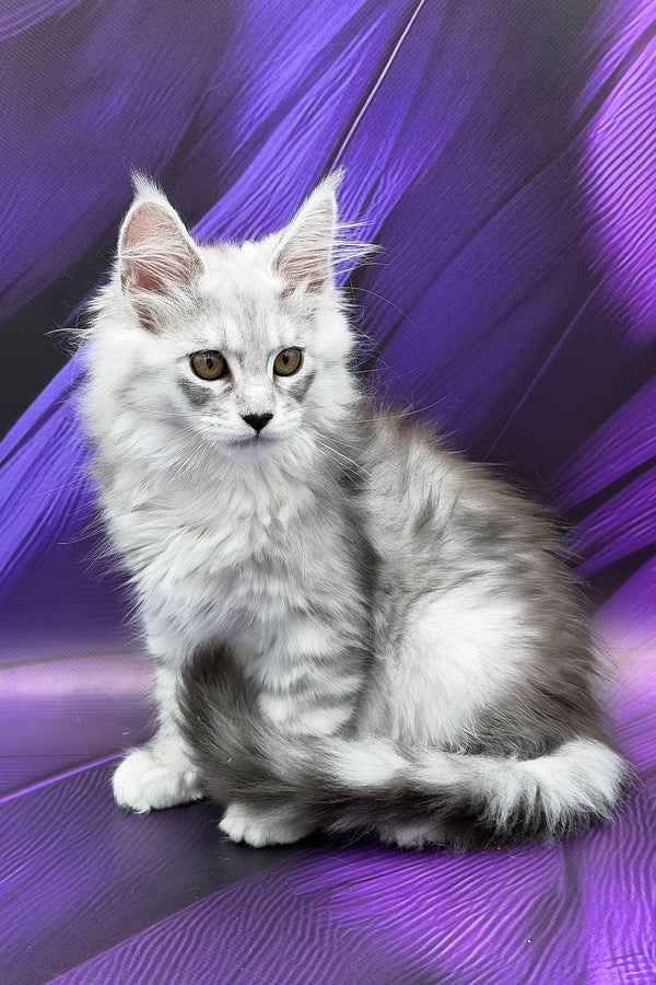 Prada | Maine Coon Kitten