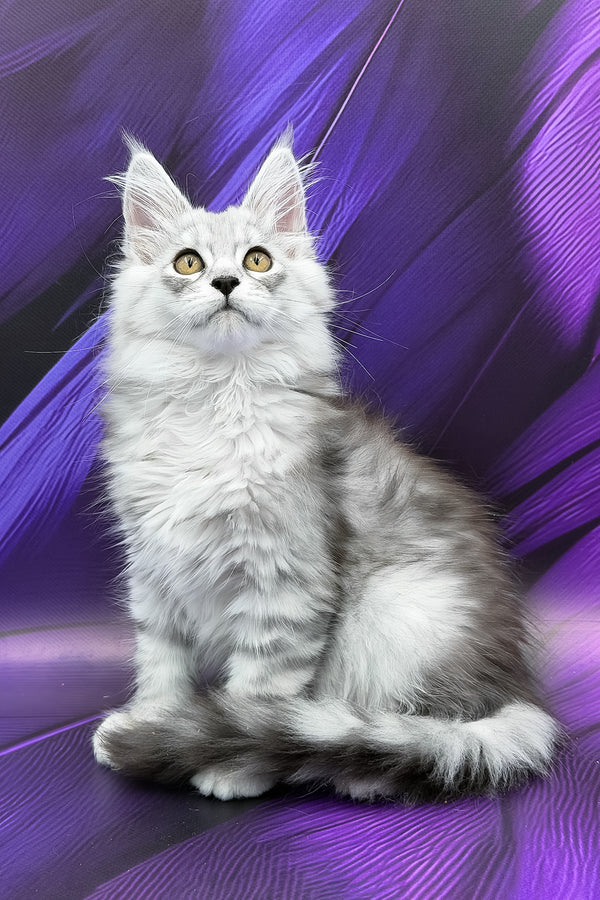 Prada | Maine Coon Kitten