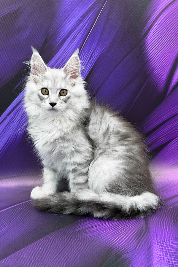Prada | Maine Coon Kitten