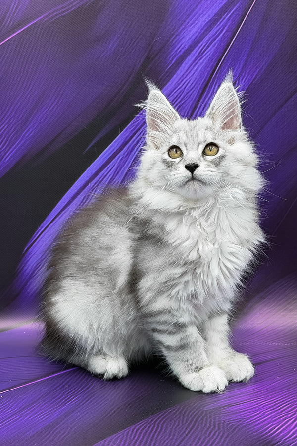 Prada | Maine Coon Kitten