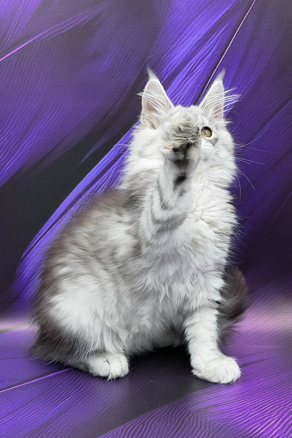Prada | Maine Coon Kitten
