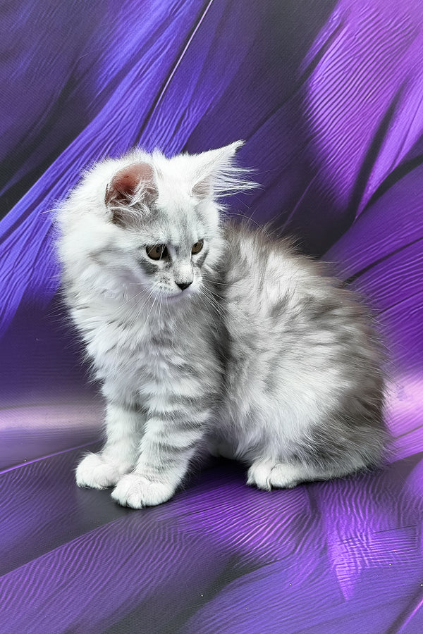 Prada | Maine Coon Kitten