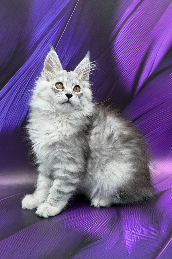 Prada | Maine Coon Kitten
