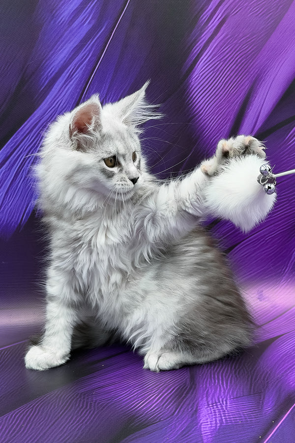 Prada | Maine Coon Kitten