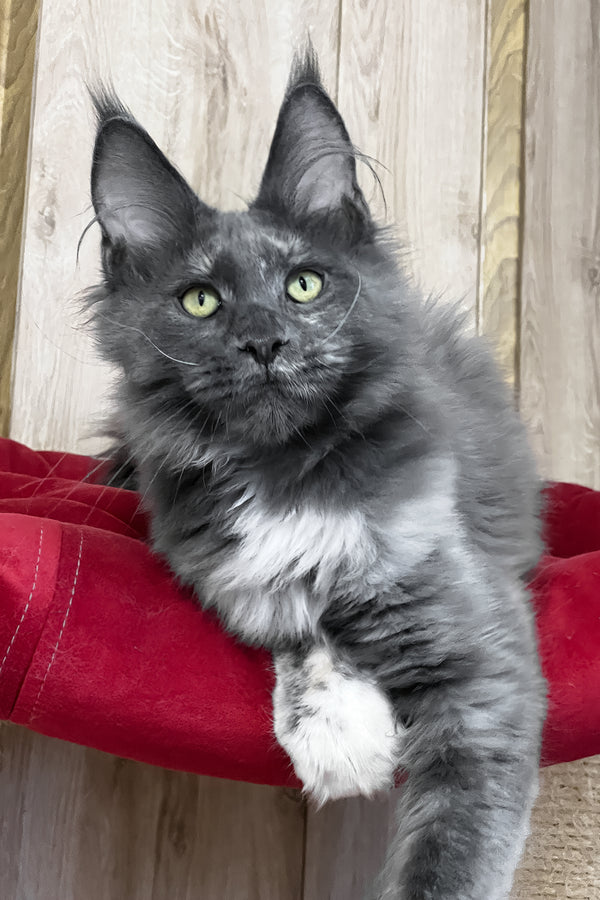 Prima | Maine Coon Kitten