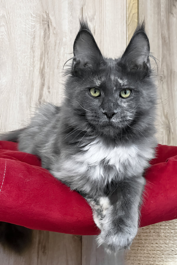 Prima | Maine Coon Kitten