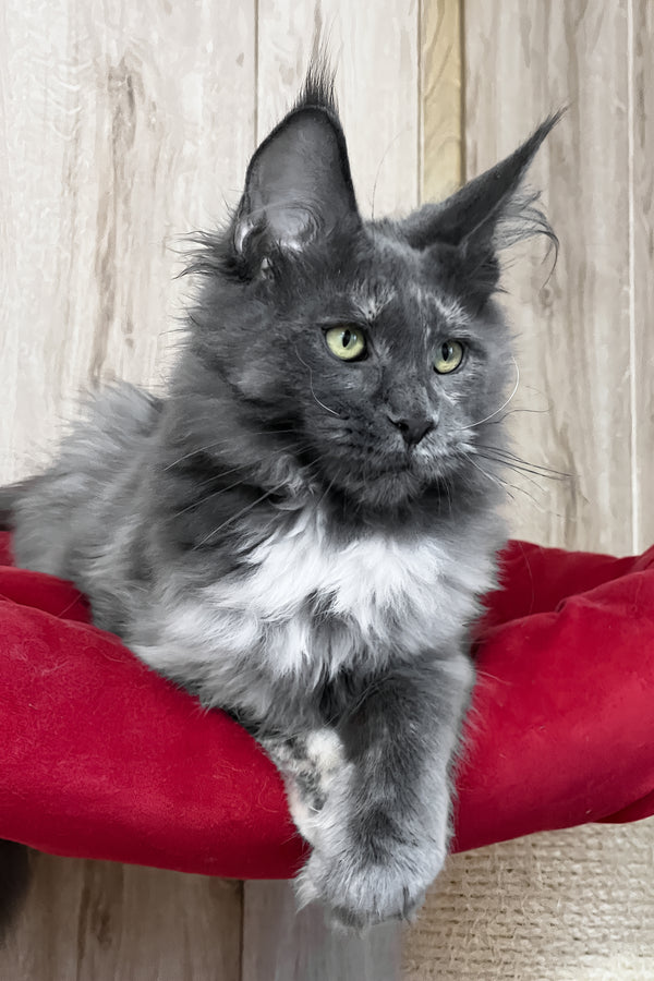 Prima | Maine Coon Kitten