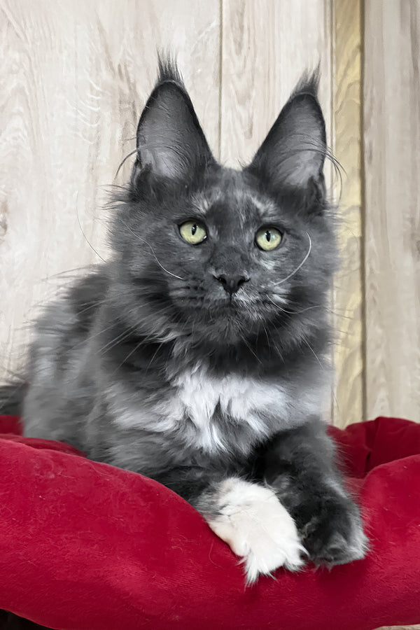 Prima | Maine Coon Kitten