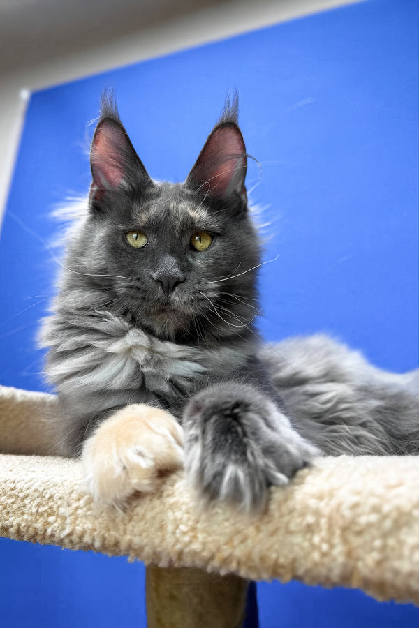 Prima | Maine Coon Kitten