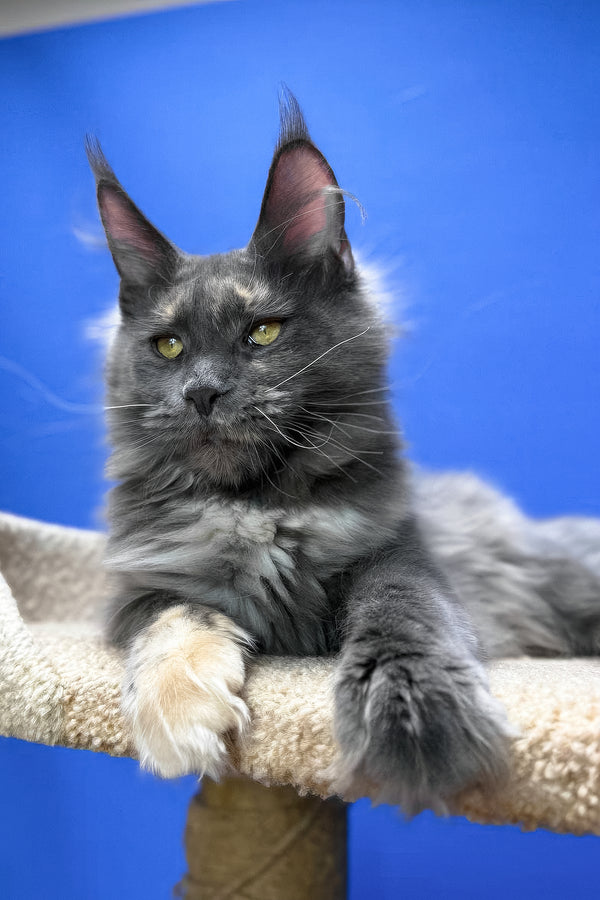 Prima | Maine Coon Kitten