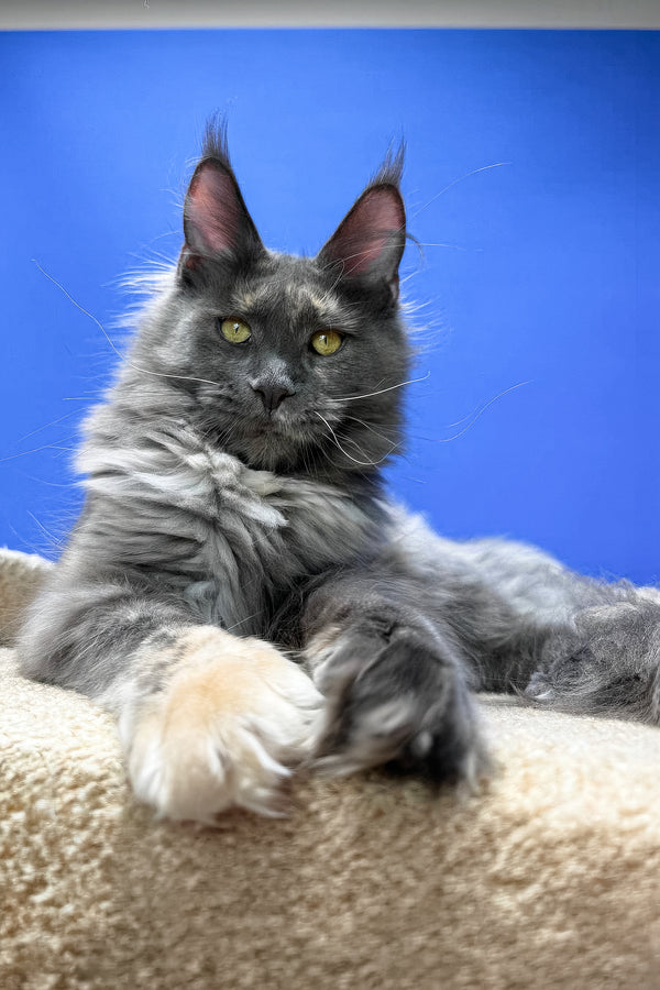 Prima | Maine Coon Kitten