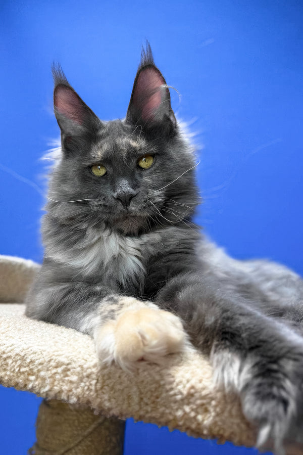 Prima | Maine Coon Kitten