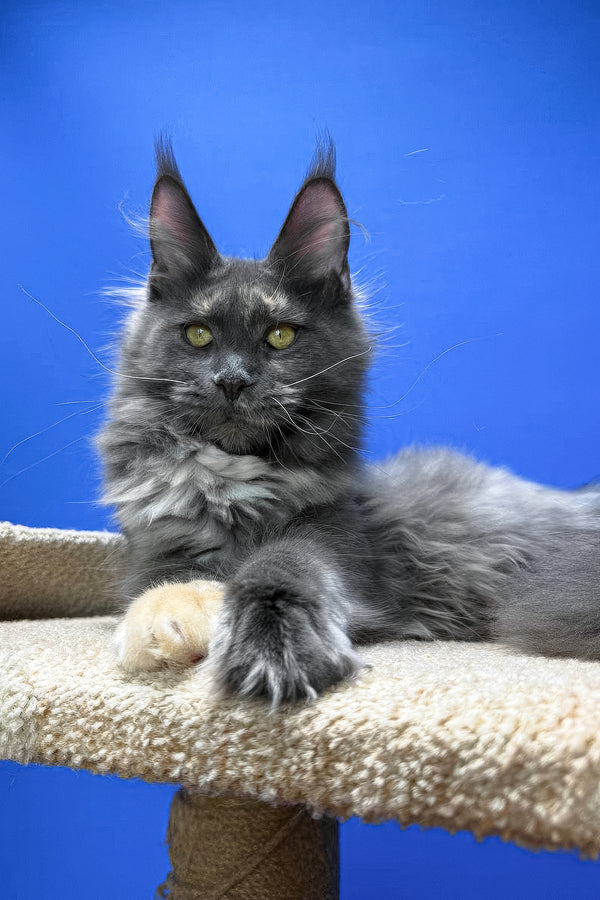 Prima | Maine Coon Kitten