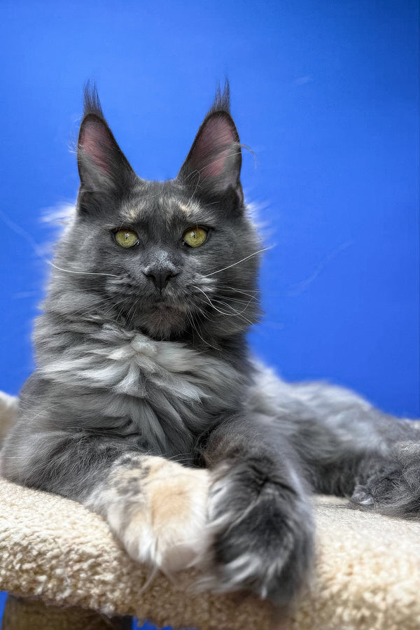 Prima | Maine Coon Kitten