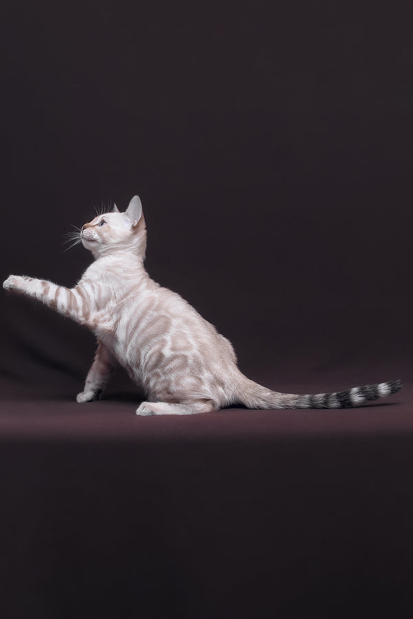 Prime | Bengal Kitten