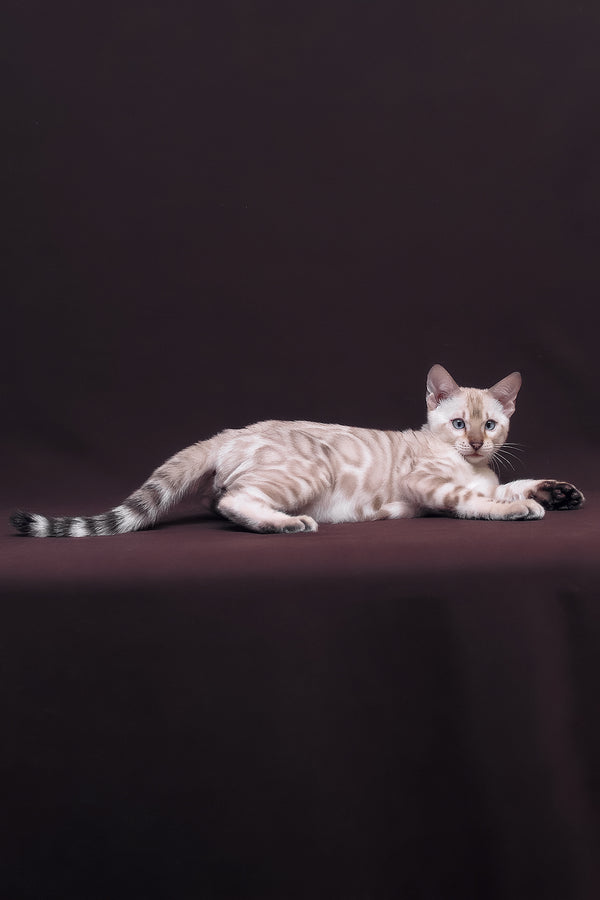 Prime | Bengal Kitten
