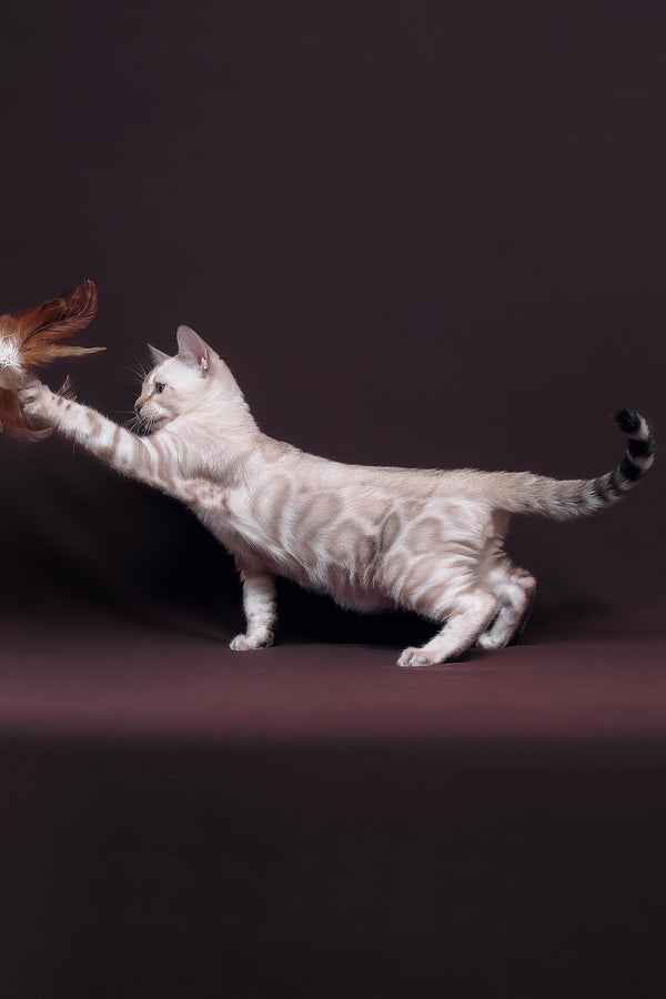 Prime | Bengal Kitten