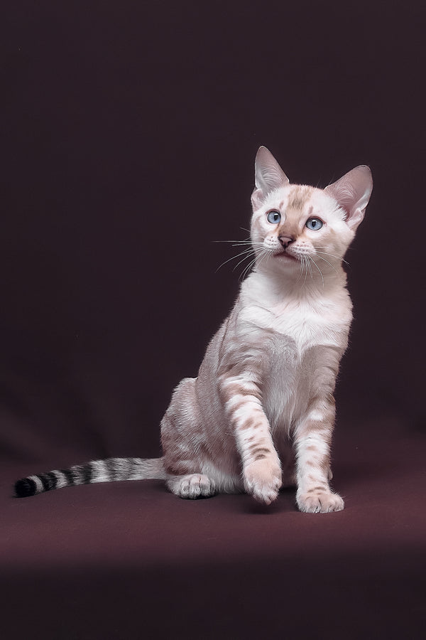 Prime | Bengal Kitten