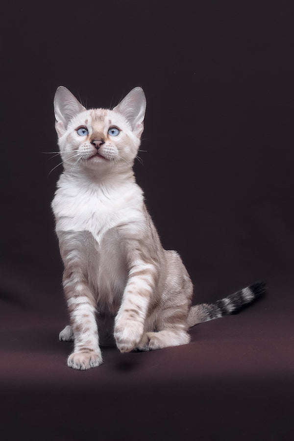Prime | Bengal Kitten