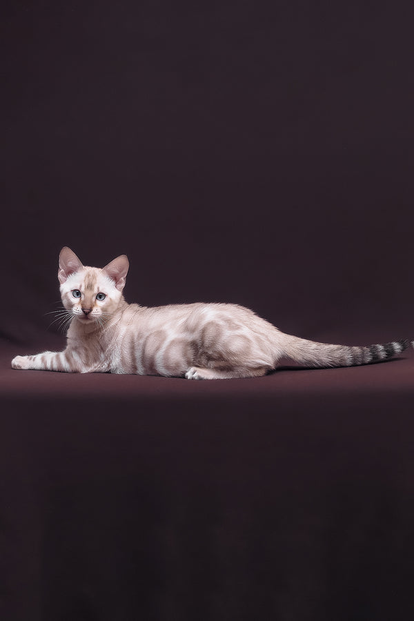 Prime | Bengal Kitten