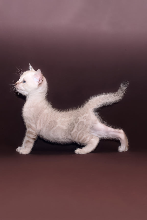 Prime | Bengal Kitten