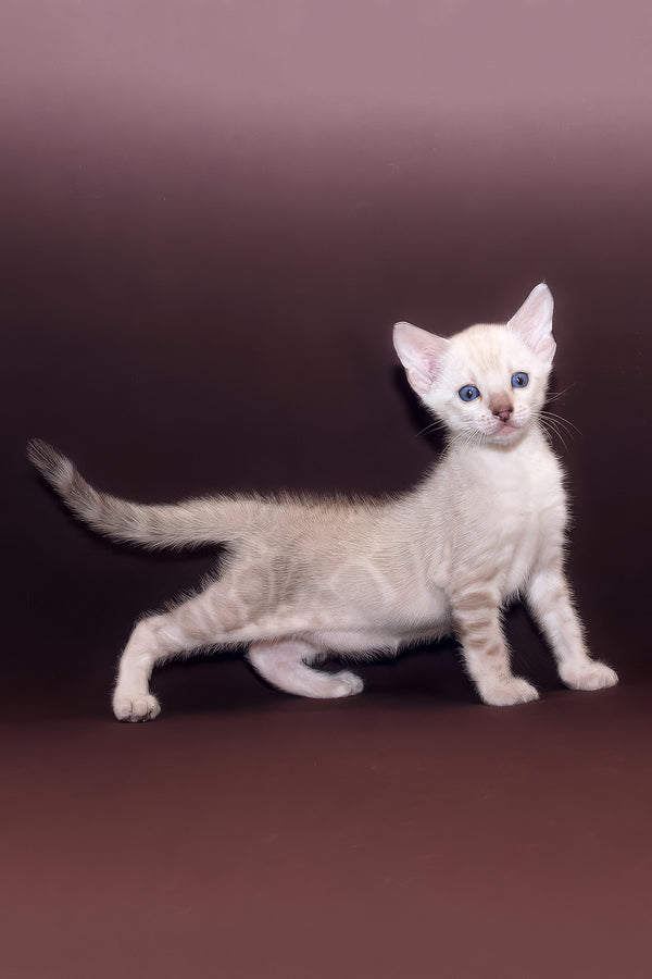 Prime | Bengal Kitten