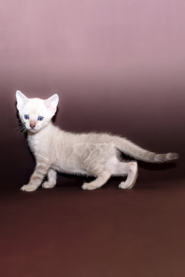 Prime | Bengal Kitten