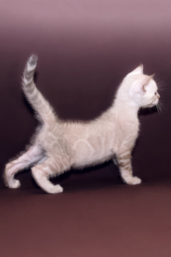 Prime | Bengal Kitten