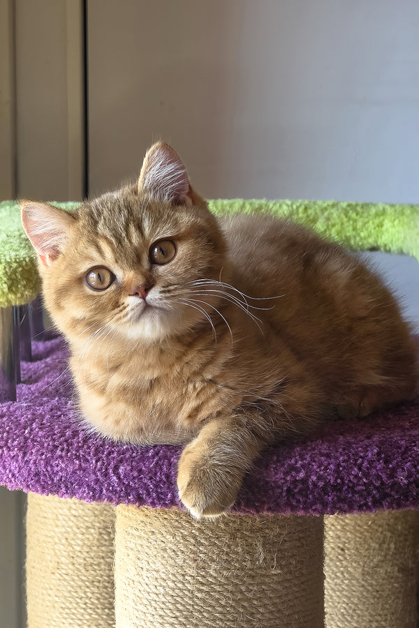 Prince | British Shorthair Kitten