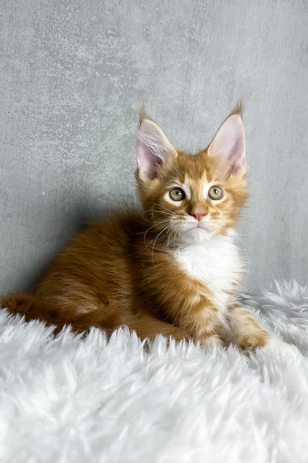 Primo | Maine Coon Kitten