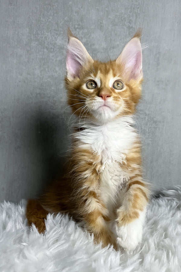 Primo | Maine Coon Kitten
