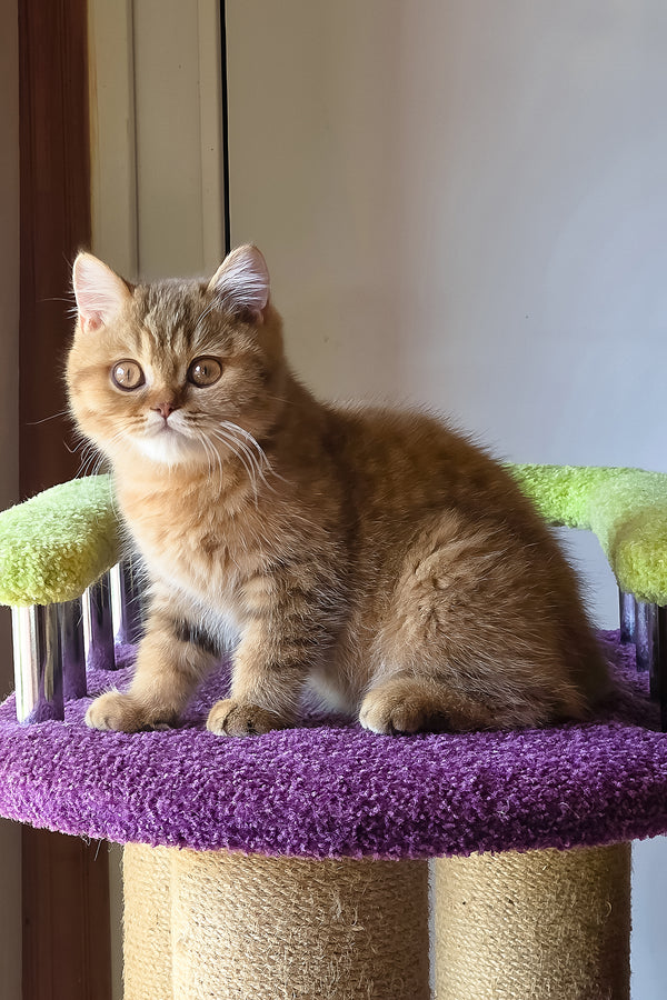 Prince | British Shorthair Kitten