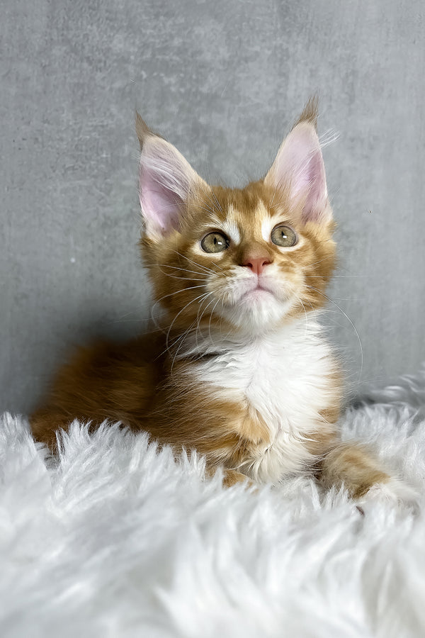 Primo | Maine Coon Kitten