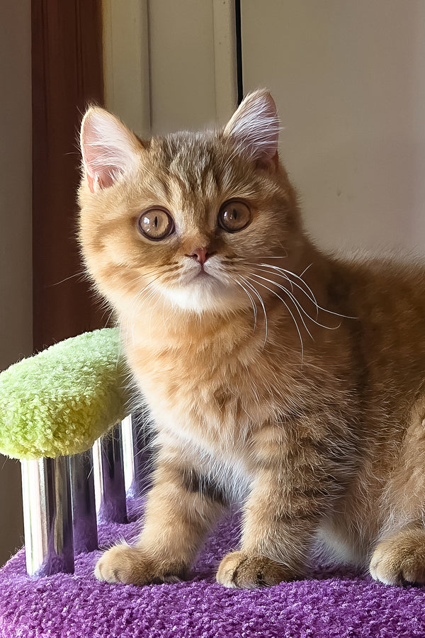 Prince | British Shorthair Kitten