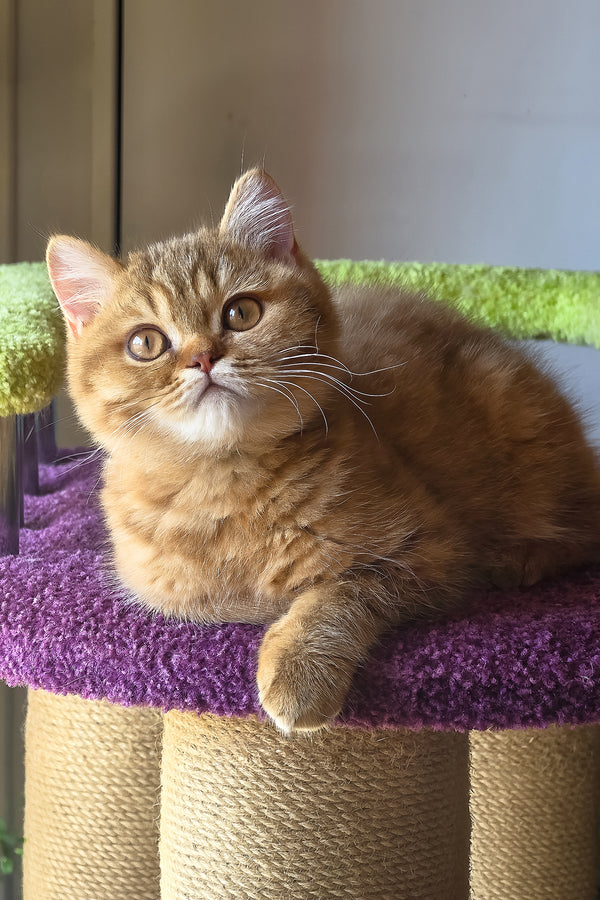 Prince | British Shorthair Kitten