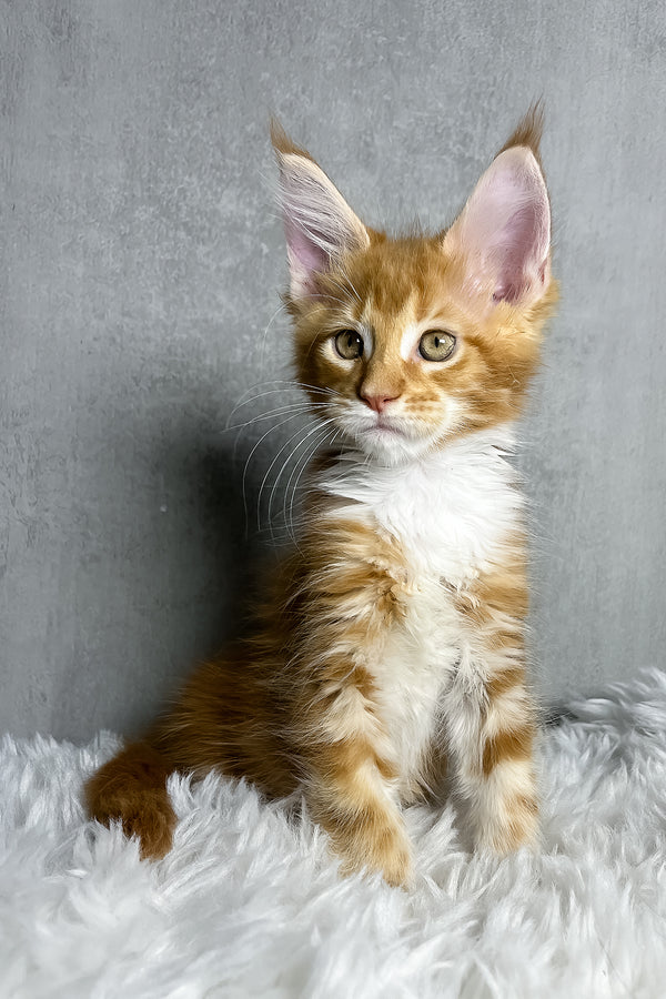 Primo | Maine Coon Kitten