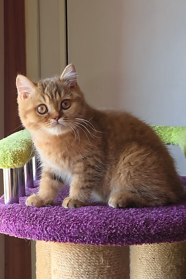 Prince | British Shorthair Kitten