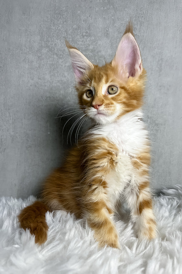 Primo | Maine Coon Kitten
