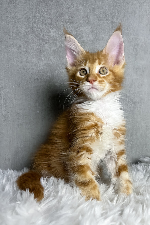 Primo | Maine Coon Kitten