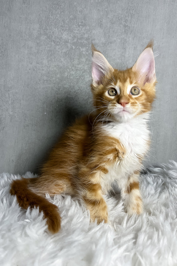 Primo | Maine Coon Kitten
